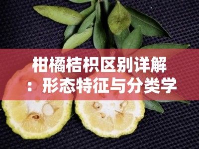 柑橘桔枳区别详解：形态特征与分类学差异全解析