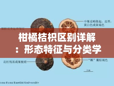 柑橘桔枳区别详解：形态特征与分类学差异全解析