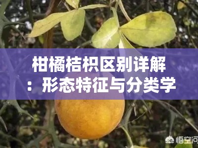 柑橘桔枳区别详解：形态特征与分类学差异全解析