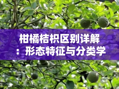 柑橘桔枳区别详解：形态特征与分类学差异全解析