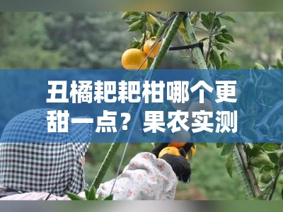 丑橘耙耙柑哪个更甜一点？果农实测甜度对比大揭秘