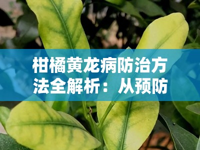 柑橘黄龙病防治方法全解析：从预防到治理的科技实践