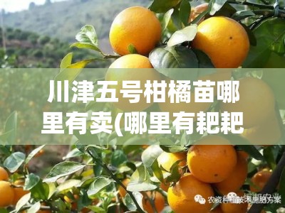 川津五号柑橘苗哪里有卖(哪里有耙耙柑树苗出售)