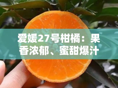 爱媛27号柑橘：果香浓郁、蜜甜爆汁的柑橘新贵，解锁春日味蕾盛宴！