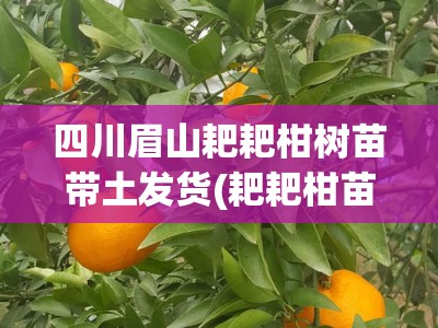 四川眉山耙耙柑树苗带土发货(耙耙柑苗批发基地在哪)