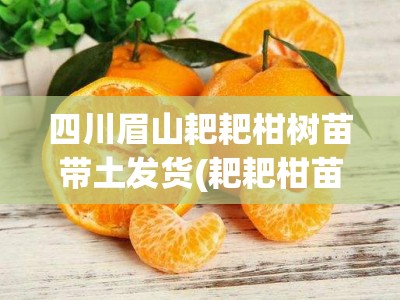 四川眉山耙耙柑树苗带土发货(耙耙柑苗批发基地在哪)