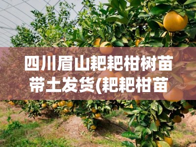 四川眉山耙耙柑树苗带土发货(耙耙柑苗批发基地在哪)