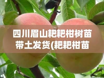 四川眉山耙耙柑树苗带土发货(耙耙柑苗批发基地在哪)