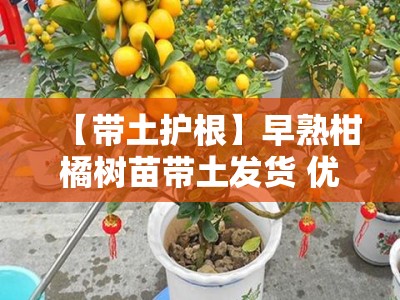 【带土护根】早熟柑橘树苗带土发货 优质品种当年结果高成活率