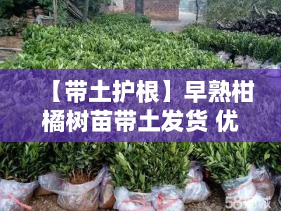 【带土护根】早熟柑橘树苗带土发货 优质品种当年结果高成活率