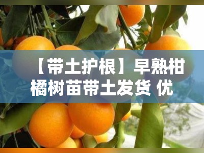 【带土护根】早熟柑橘树苗带土发货 优质品种当年结果高成活率