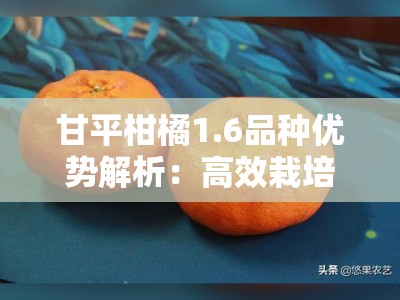 甘平柑橘1.6品种优势解析：高效栽培技术与市场前景展望