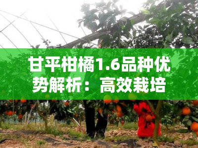 甘平柑橘1.6品种优势解析：高效栽培技术与市场前景展望
