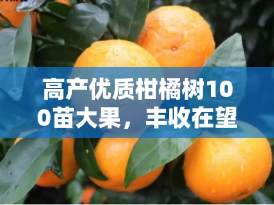 高产优质柑橘树100苗大果,丰收在望助您增收致富!