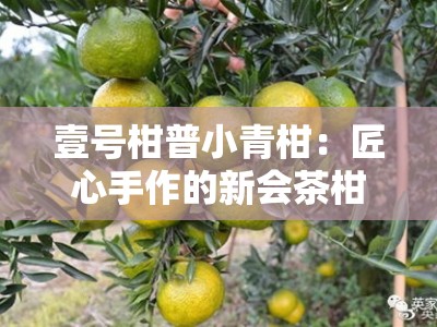 壹号柑普小青柑：匠心手作的新会茶柑臻品