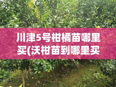 川津5号柑橘苗哪里买(沃柑苗到哪里买才最真)
