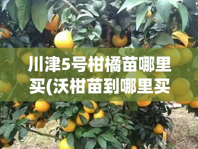 川津5号柑橘苗哪里买(沃柑苗到哪里买才最真)