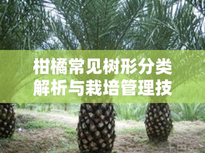 柑橘常见树形分类解析与栽培管理技术应用