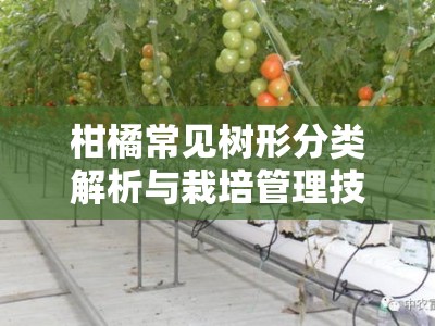柑橘常见树形分类解析与栽培管理技术应用