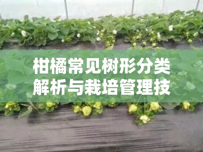 柑橘常见树形分类解析与栽培管理技术应用