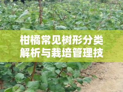 柑橘常见树形分类解析与栽培管理技术应用