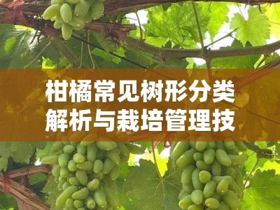 柑橘常见树形分类解析与栽培管理技术应用