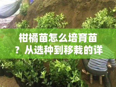 柑橘苗怎么培育苗？从选种到移栽的详细步骤解析