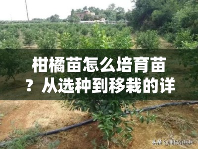 柑橘苗怎么培育苗？从选种到移栽的详细步骤解析
