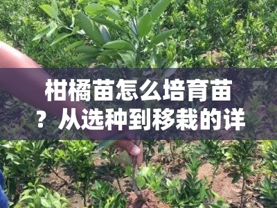 柑橘苗怎么培育苗？从选种到移栽的详细步骤解析
