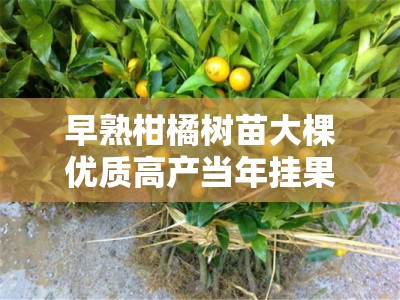 早熟柑橘树苗大棵优质高产当年挂果健壮苗木基地直销栽培指南