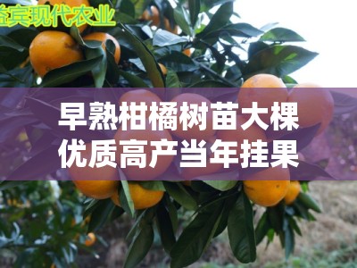 早熟柑橘树苗大棵优质高产当年挂果健壮苗木基地直销栽培指南