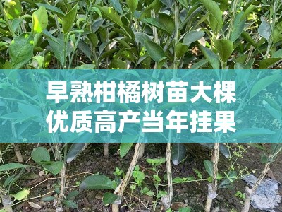 早熟柑橘树苗大棵优质高产当年挂果健壮苗木基地直销栽培指南