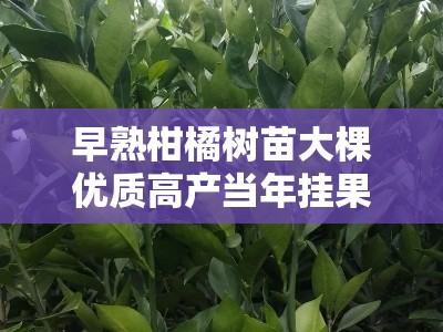 早熟柑橘树苗大棵优质高产当年挂果健壮苗木基地直销栽培指南