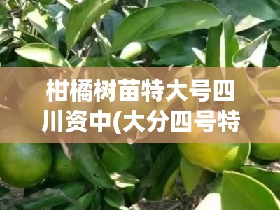 柑橘树苗特大号四川资中(大分四号特早熟柑橘树苗)