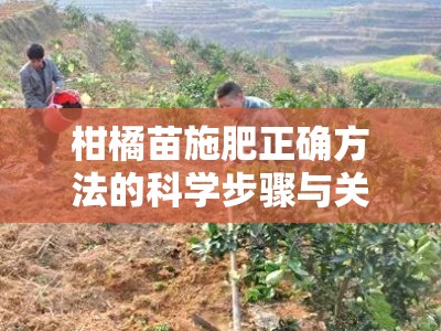 柑橘苗施肥正确方法的科学步骤与关键要点解析