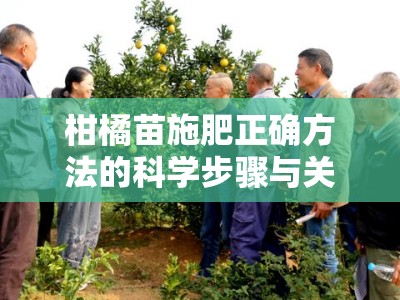 柑橘苗施肥正确方法的科学步骤与关键要点解析