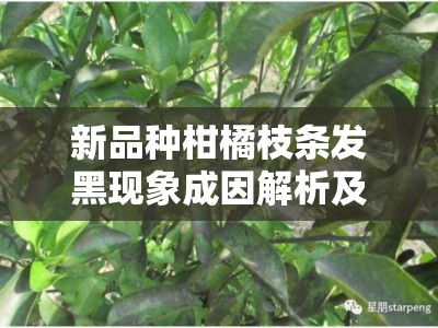 新品种柑橘枝条发黑现象成因解析及防控措施研究