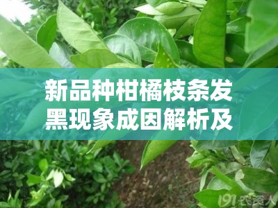 新品种柑橘枝条发黑现象成因解析及防控措施研究