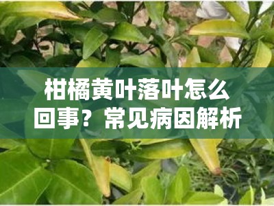柑橘黄叶落叶怎么回事？常见病因解析与科学防治指南