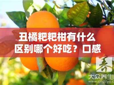 丑橘粑粑柑有什么区别哪个好吃？口感对比与选购指南全解析