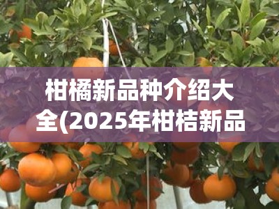 柑橘新品种介绍大全(2025年柑桔新品种简介)