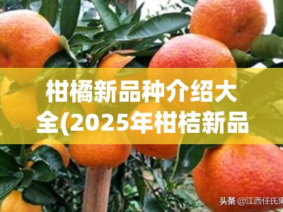 柑橘新品种介绍大全(2025年柑桔新品种简介)