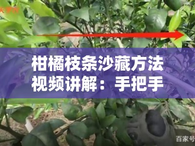柑橘枝条沙藏方法视频讲解：手把手教你冬季枝条保存实操技巧