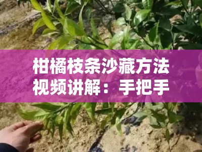 柑橘枝条沙藏方法视频讲解：手把手教你冬季枝条保存实操技巧