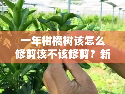 一年柑橘树该怎么修剪该不该修剪？新手必看的修剪技巧与解答