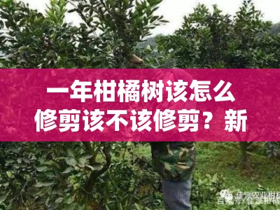 一年柑橘树该怎么修剪该不该修剪？新手必看的修剪技巧与解答