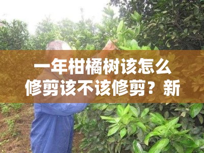 一年柑橘树该怎么修剪该不该修剪？新手必看的修剪技巧与解答
