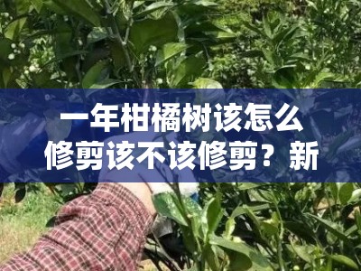 一年柑橘树该怎么修剪该不该修剪？新手必看的修剪技巧与解答