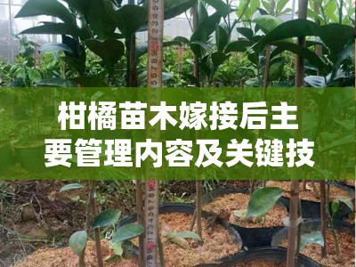 柑橘苗木嫁接后主要管理内容及关键技术措施解析