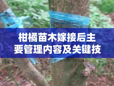 柑橘苗木嫁接后主要管理内容及关键技术措施解析